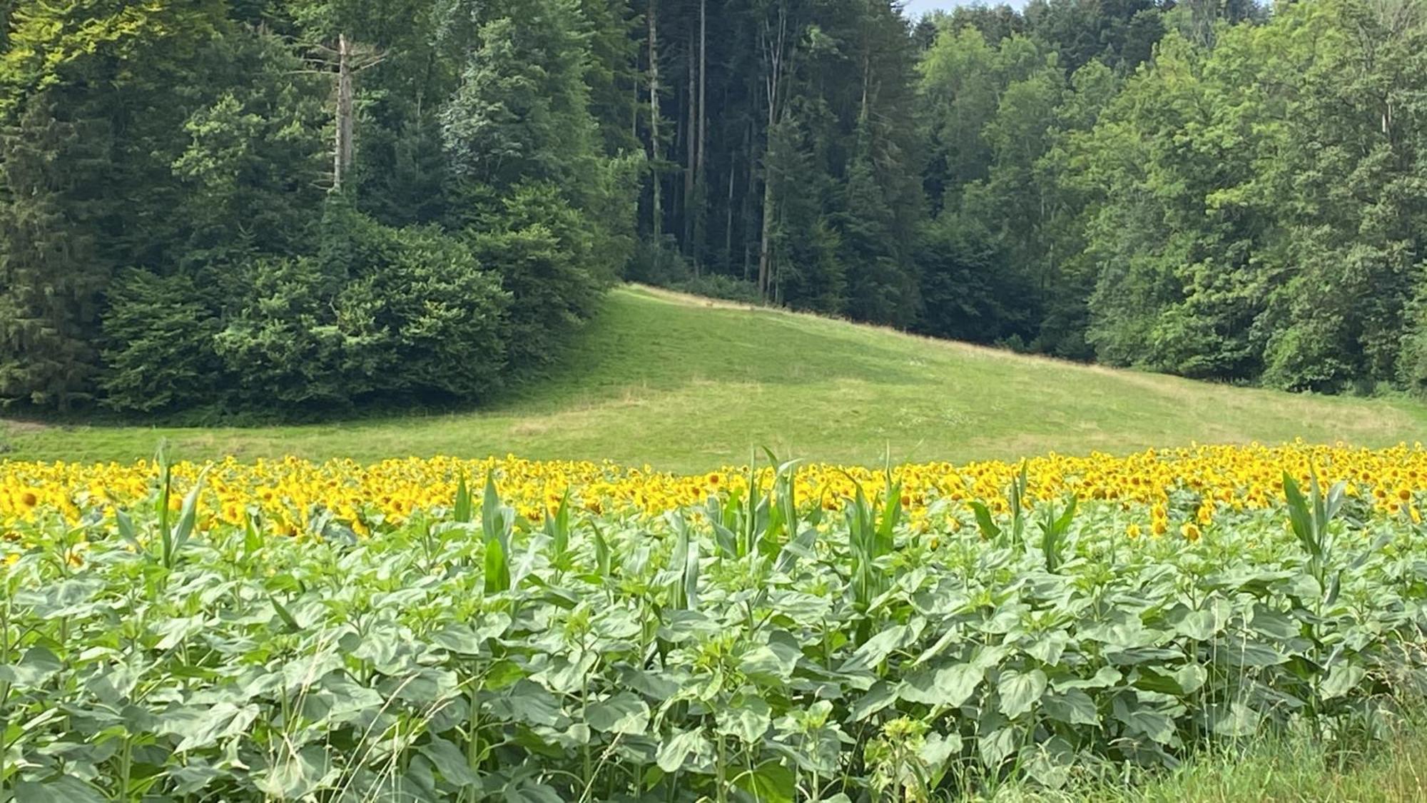 Maison Verte Roche Zewnętrze zdjęcie
